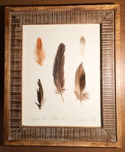 feathers 09