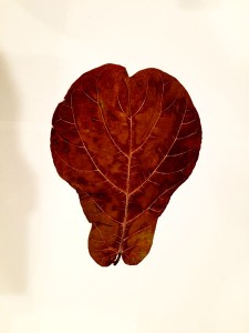 leaves 07