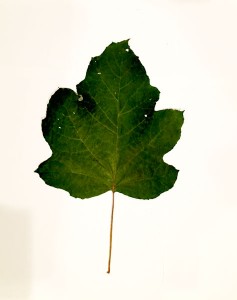 leaves 08
